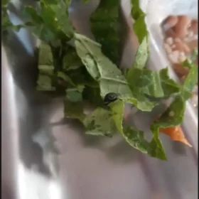 Moradora relata ter encontrado inseto em refeição no Restaurante Popular de Divinópolis.