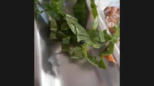 Moradora relata ter encontrado inseto em refeição no Restaurante Popular de Divinópolis.