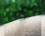 Boletim mostra os casos de dengue em Divinópolis em 2026