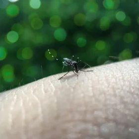 Boletim mostra os casos de dengue em Divinópolis em 2026