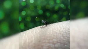 Boletim mostra os casos de dengue em Divinópolis em 2026