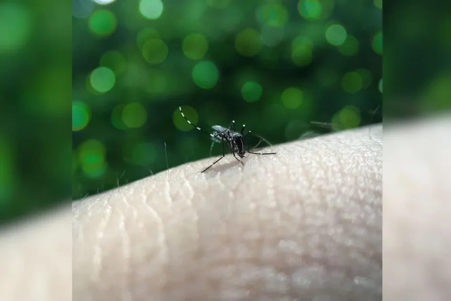 Boletim mostra os casos de dengue em Divinópolis em 2026