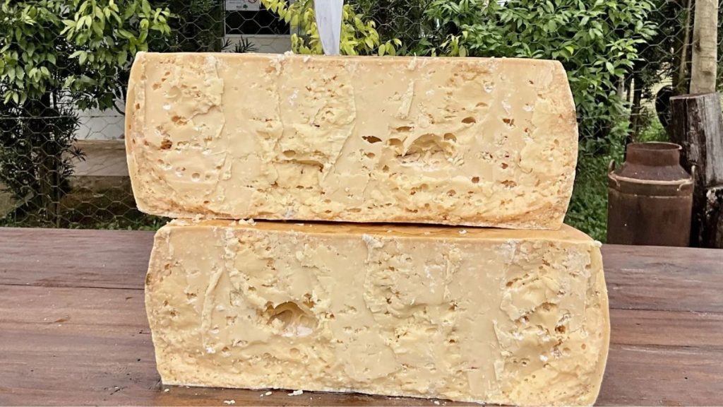 Canastra Imperial, o maior queijo artesanal j&aacute; produzido na Serra da Canastra, com 36 quilos