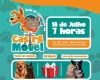 Quem não tem cão castra gato: Castramóvel tem feira de adoção