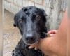Família procura cadela que desapareceu após fugir assustada com fogos em Divinópolis