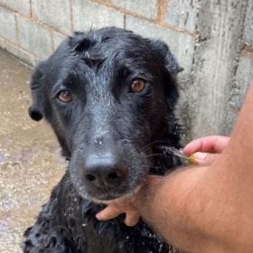 Família procura cadela que desapareceu após fugir assustada com fogos em Divinópolis