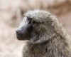 Estudo revela que macacos possuem habilidades geométricas semelhantes às de humanos