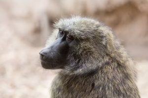 Estudo revela que macacos possuem habilidades geométricas semelhantes às de humanos