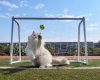 Gato goleiro, cão voador e mais: 6 destaques do concurso internacional de fotos de pets