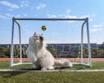 Gato goleiro, cão voador e mais: 6 destaques do concurso internacional de fotos de pets