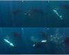 Orcas desenvolvem nova técnica de caça no Golfo da Califórnia, revela estudo