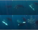 Orcas desenvolvem nova técnica de caça no Golfo da Califórnia, revela estudo