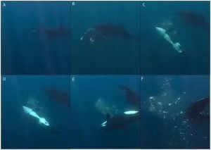 Orcas desenvolvem nova técnica de caça no Golfo da Califórnia, revela estudo