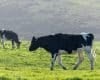 Pesquisas com células bovinas podem aprimorar o desenvolvimento de tratamentos contra o câncer