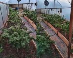 Homem é preso em Belo Horizonte por cultivo de maconha em apartamento alugado
