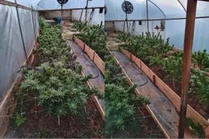 Homem é preso em Belo Horizonte por cultivo de maconha em apartamento alugado