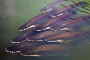 Estudo revela que o pirarucu é uma única espécie na Amazônia