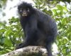 Nova espécie de macaco é identificada na República Democrática do Congo após anos sem registros