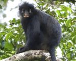 Nova espécie de macaco é identificada na República Democrática do Congo após anos sem registros