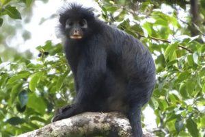 Nova esp&eacute;cie de macaco &eacute; identificada na Rep&uacute;blica Democr&aacute;tica do Congo ap&oacute;s anos sem registros