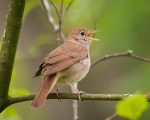 Competições de canto ameaçam a biodiversidade de pássaros no Sudeste Asiático