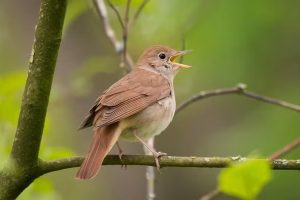 Competições de canto ameaçam a biodiversidade de pássaros no Sudeste Asiático