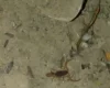 Escorpião encontrado no parquinho do Parque da Ilha em Divinópolis