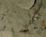 Escorpião encontrado no parquinho do Parque da Ilha em Divinópolis