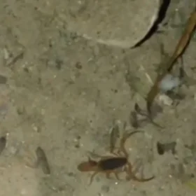 Escorpião encontrado no parquinho do Parque da Ilha em Divinópolis