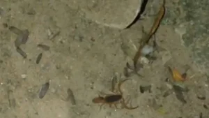 Escorpião encontrado no parquinho do Parque da Ilha em Divinópolis