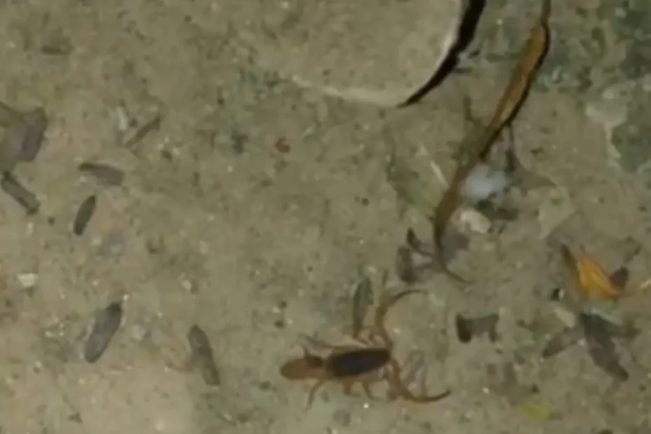 Escorpião encontrado no parquinho do Parque da Ilha em Divinópolis
