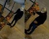 Homem furta planta de confeitaria no Esplanada, em Divinópolis