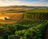 Agro é artilheiro da economia de Minas