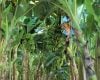 Produção de frutas avança na Zona da Mata