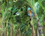 Produção de frutas avança na Zona da Mata