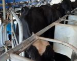 Pot&ecirc;ncia leiteira enfrenta sa&iacute;da de produtores&nbsp;