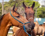 Exposição Nacional do Cavalo Campolina