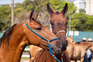Exposição Nacional do Cavalo Campolina
