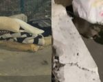Prefeitura anuncia controle de roedores em Divinópolis e orienta população