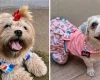 Procura-se Aurora, cachorrinha desaparecida no Planalto/Catal&atilde;o