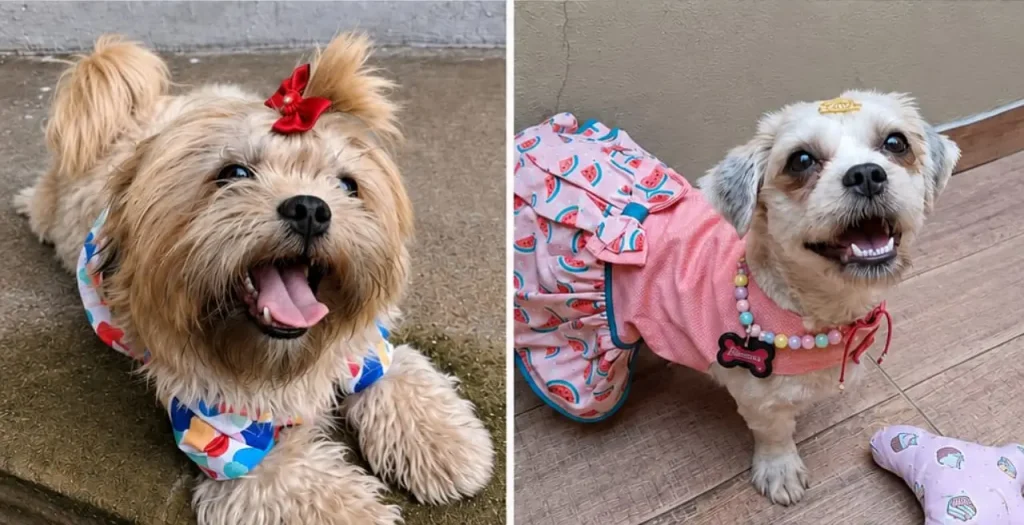 Procura-se a cachorrinha Aurora, desaparecida no bairro Planalto Catal&atilde;o