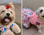 Procura-se Aurora, cachorrinha desaparecida no Planalto/Catalão