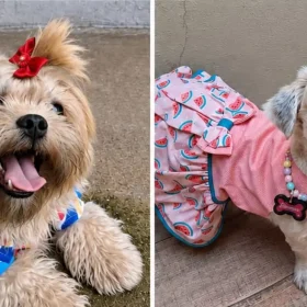 Procura-se Aurora, cachorrinha desaparecida no Planalto/Catalão