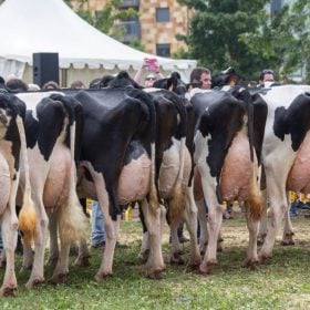 Leil&atilde;o de liquida&ccedil;&atilde;o total re&uacute;ne gado leiteiro