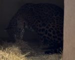 Onça-pintada do Cerrado dá à luz a dois filhotes em refúgio de Minas Gerais