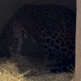 Onça-pintada do Cerrado dá à luz a dois filhotes em refúgio de Minas Gerais