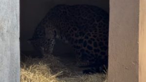 Onça-pintada do Cerrado dá à luz a dois filhotes em refúgio de Minas Gerais