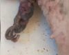 Cães resgatados em operação contra maus-tratos realizada em Piumhi