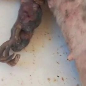 Cães resgatados em operação contra maus-tratos realizada em Piumhi