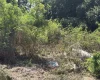 Imóvel está sem cercamento e tomado pelo mato, segundo relatos de moradores da região.